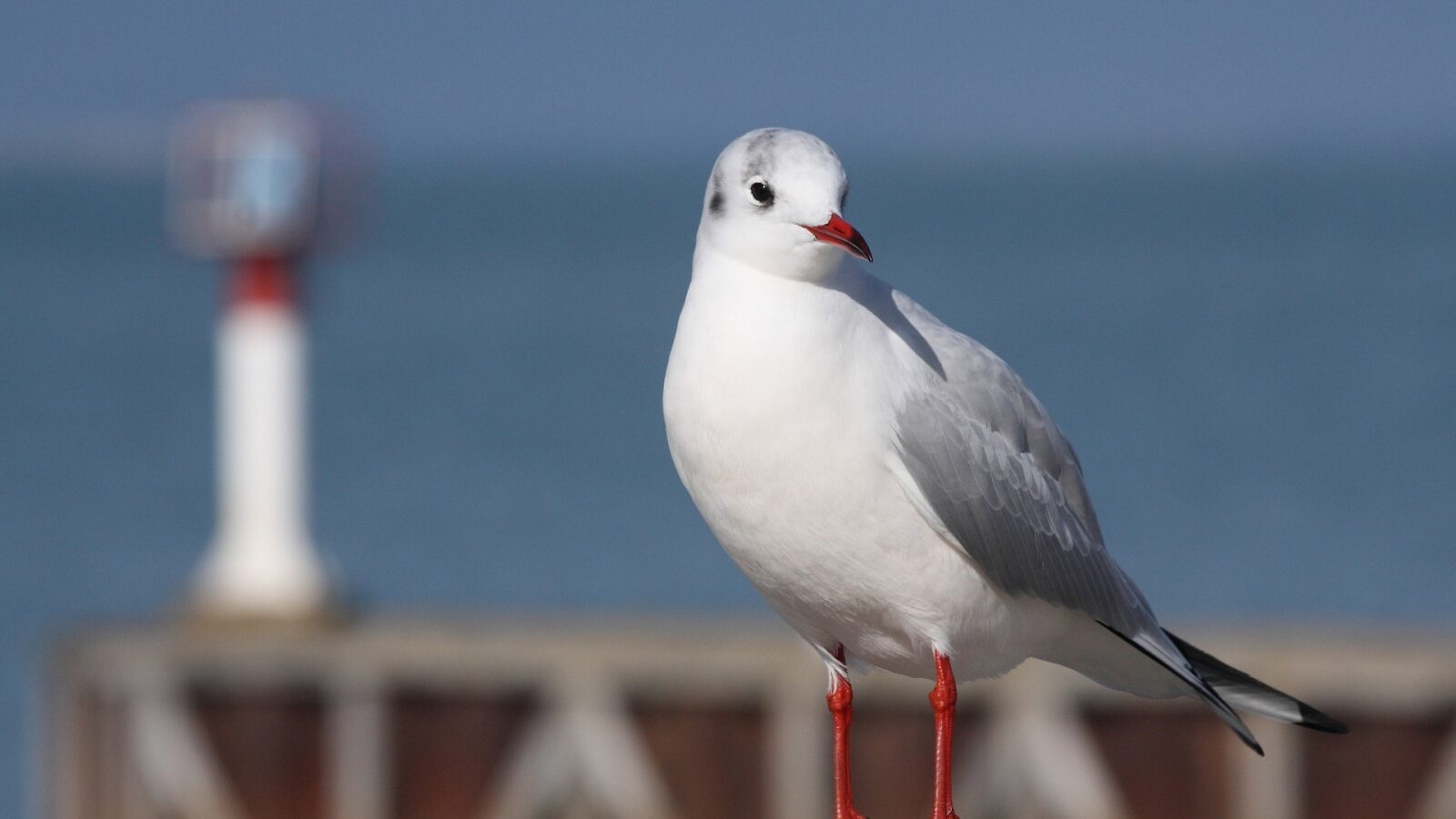 Iles du littoral à voir lors de votre séjour en Vendée au gite de la Gravée