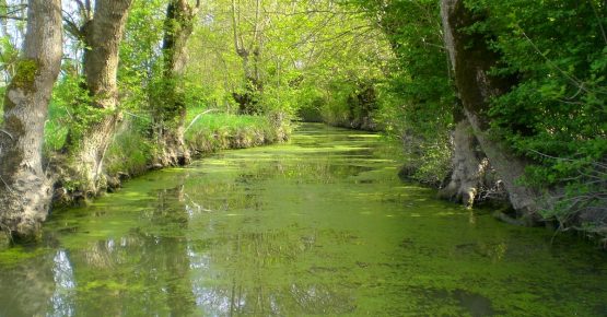 Le Marais Poitevin à découvrir lors de votre séjour en Vendée