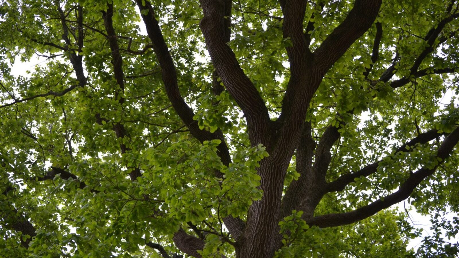 Forêt de Mervent à 5 mn du gite de la Gravée en Vendée