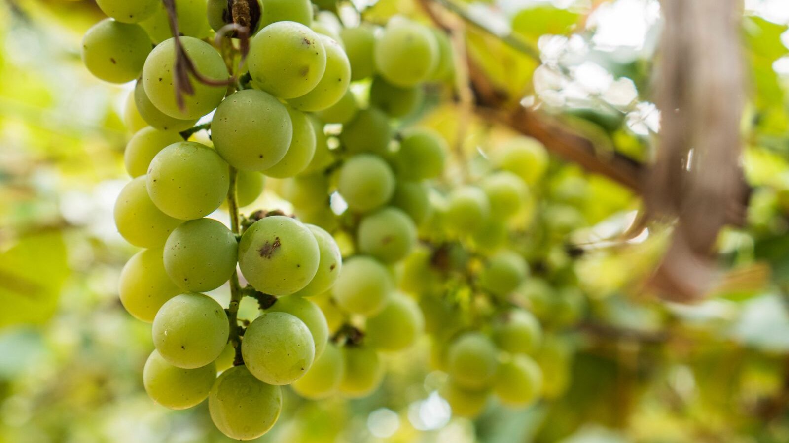 Gite Vendée, gite de la Gravée,vendanges vendée