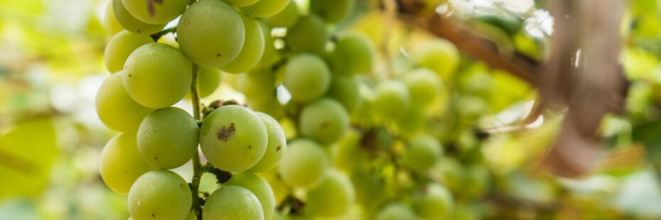 Gite Vendée, gite de la Gravée,vendanges vendée