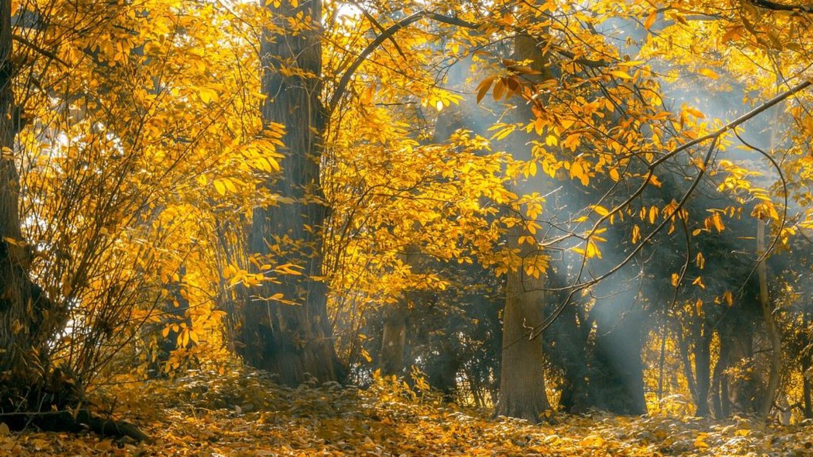 Gite Vendée, automne en vendée