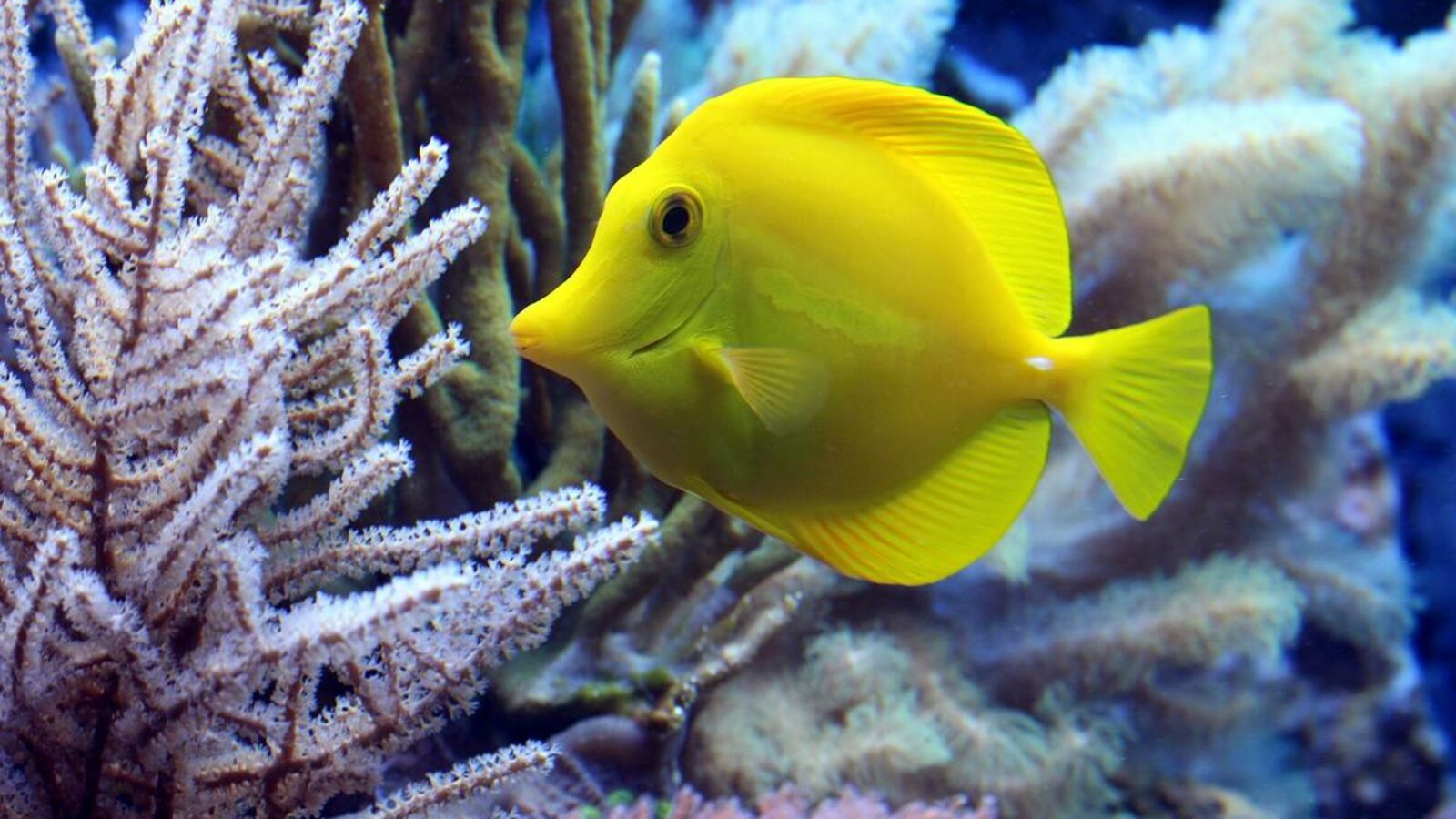 visite de l'aquarium de la Rochelle