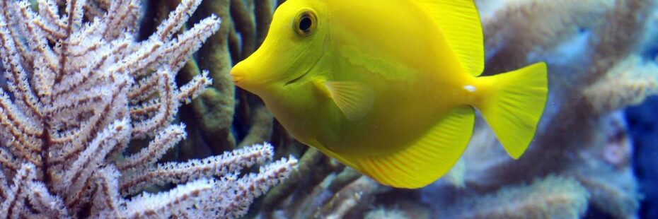 visite de l'aquarium de la Rochelle