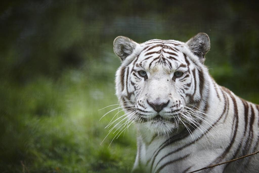 Natur'Zoo à Mervent