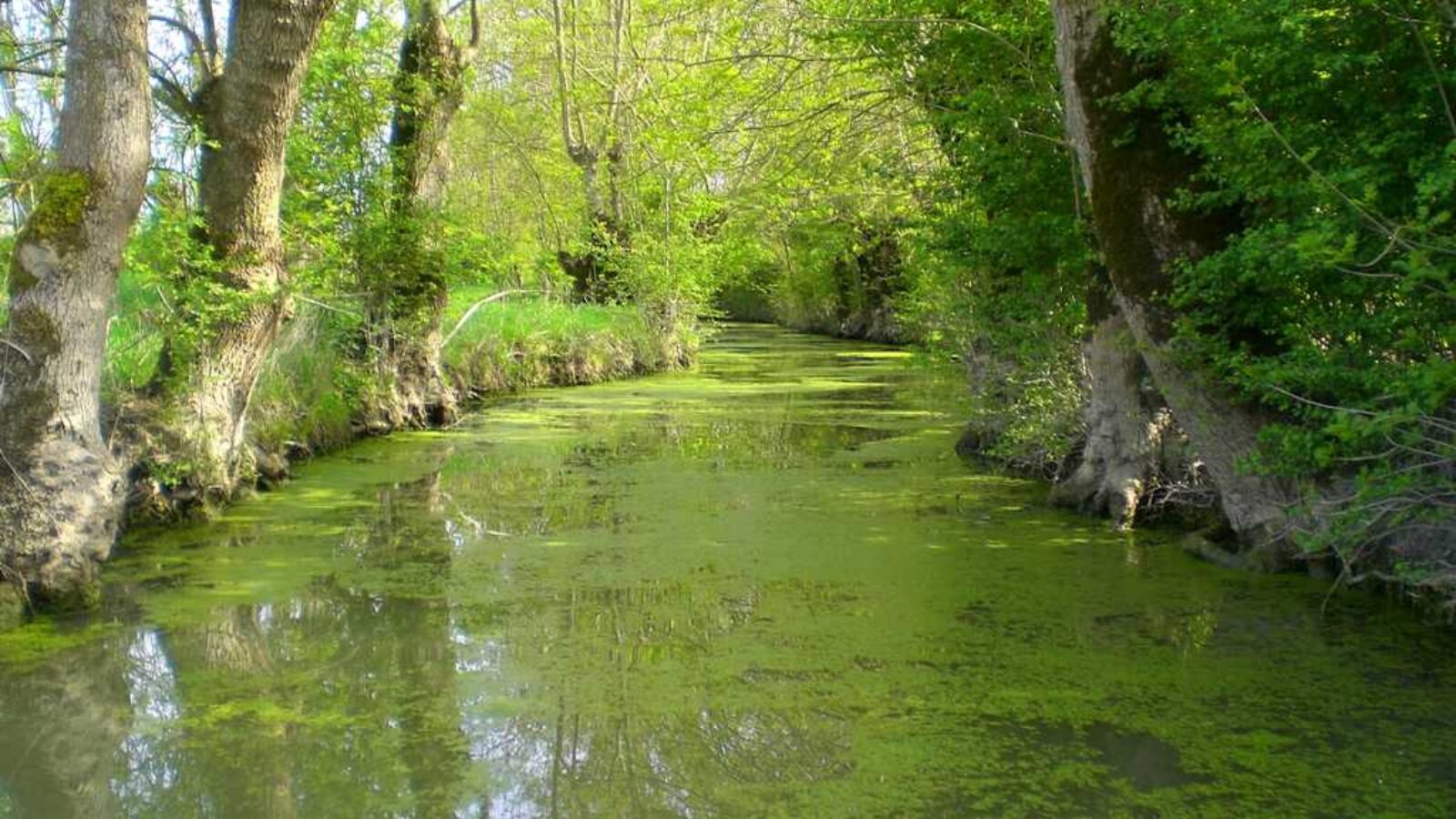 Vacances en Vendée, le Marais Poitevin