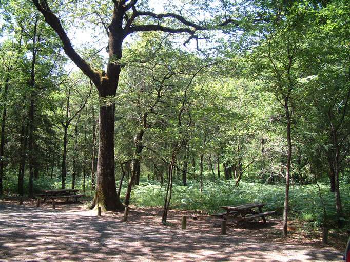 Forêt de Mervent