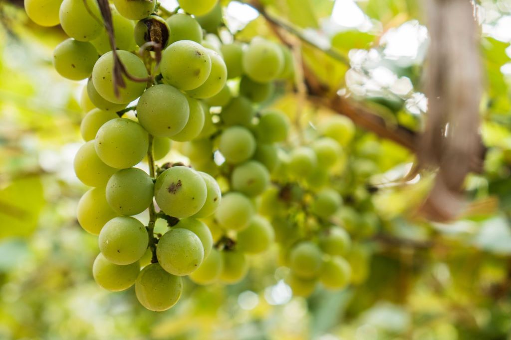 Les vignobles en Vendée Marais Poitevin